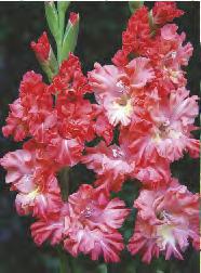 30 201E Nerine Mr John Nerina