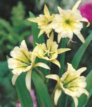SHOWBOX 202 ISMENA, EUCOMIS -