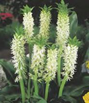 Eucomis bicolor Eukomis