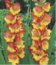 GLADIOLUS - Nanus 10/+ SHOWBOX