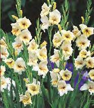10 SHOWBOX 207 Gladiolus white