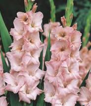 10 12 207A 208A 10 GLADIOLUS -