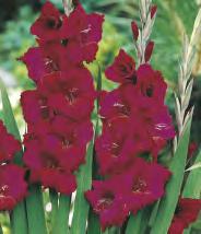 GLADIOLUS - "2" 14/+ Gladiolus
