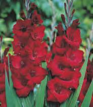 Song' 10 12 209B 210B Gladiolus