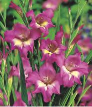 12 Gladiolus Night Mare 'Night