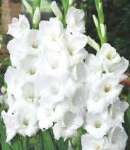 karłowy 'Mirella' 10 12 I 50-60