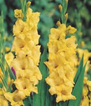 Gladiolus red czerwony 10 12