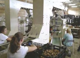 Dzięki długoletniej współpracy z producentami oraz eksporterami z Holandii, Belgii, Anglii oraz Polski jesteśmy w stanie zaproponować Państwu szeroki asortyment w konkurencyjnych cenach.