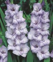 SHOWBOX 211 GLADIOLUS - "3"