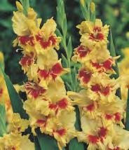 'Kazimir GLADIOLUS -
