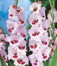 214A Gladiolus Wig's Sensation