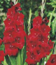 Gladiolus Cream Perfection
