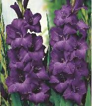 SHOWBOX 215 214C Gladiolus