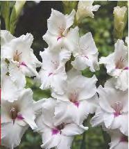214D 10 Gladiolus Yester