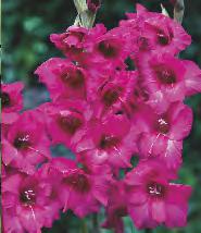 12/14 10 12 215A Gladiolus