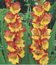 "3" 14/+ 211A 212A Gladiolus