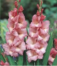 125-145 215C Gladiolus Wine