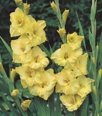 And Span' GLADIOLUS -