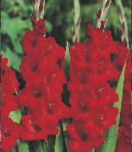 213A 10 Gladiolus Ovatie