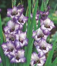 GLADIOLUS - Wielkokwiatowy