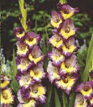 217C Gladiolus Dynamite