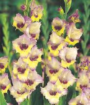 SHOWBOX 218 10 Gladiolus