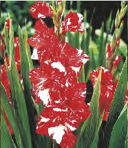 Gladiolus Tango 'Tango' 12