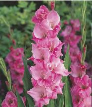 219A Gladiolus Grey Hound