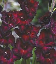 Gladiolus Jessica