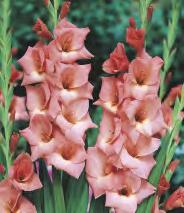 Gladiolus Messina