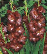 "8" 12/14 10 Gladiolus