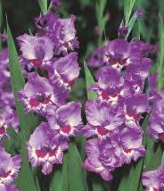 Gladiolus Platini 'Platini