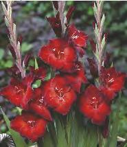 Gladiolus Bangladesh