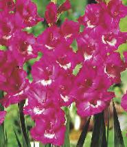 Gladiolus Pink Parrot