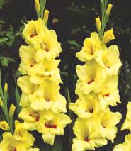 Gladiolus Black Star