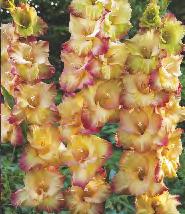 12/14 10 12 Gladiolus