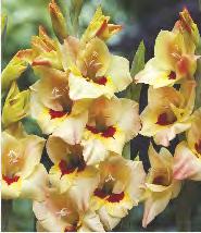 SHOWBOX 220 GLADIOLUS -
