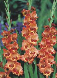 Gladiolus Nikita 'Nikita' 10