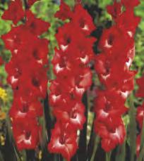 'Ted's Favourite' Gladiolus