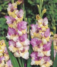 Gladiolus Bocelli 'Bocelli'