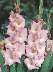 GLADIOLUS - "14" 10/12 223A