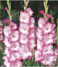 Gladiolus Alice 'Alice'