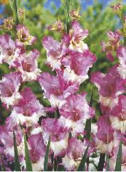 Gladiolus Flevo Cosmic