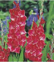 Supreme' Gladiolus Comet