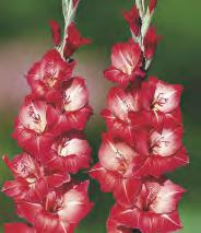 'Mon Amour' Gladiolus