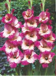 Gladiolus Cheops 'Cheops' 10
