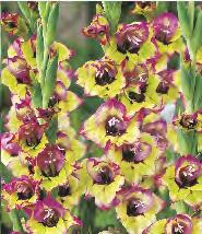 'Maggie' Gladiolus