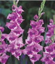 Gladiolus Vedetta 'Vedetta'