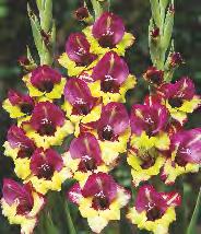 GLADIOLUS - "15" 12/14