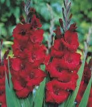'Ravel' 226B Gladiolus